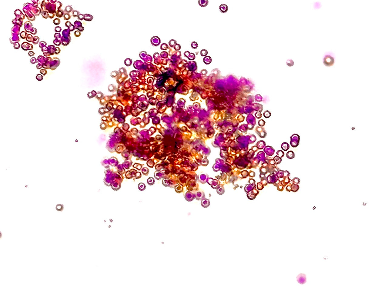 What Is Porphyridium cruentum? The Science Behind Porphose