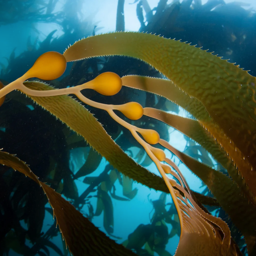 Kelp vs. Porphyridium cruentum for Sensitive and Eczema-Prone Skin